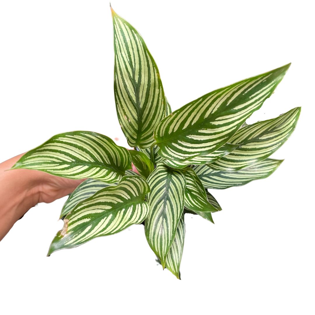 Calathea Vittata