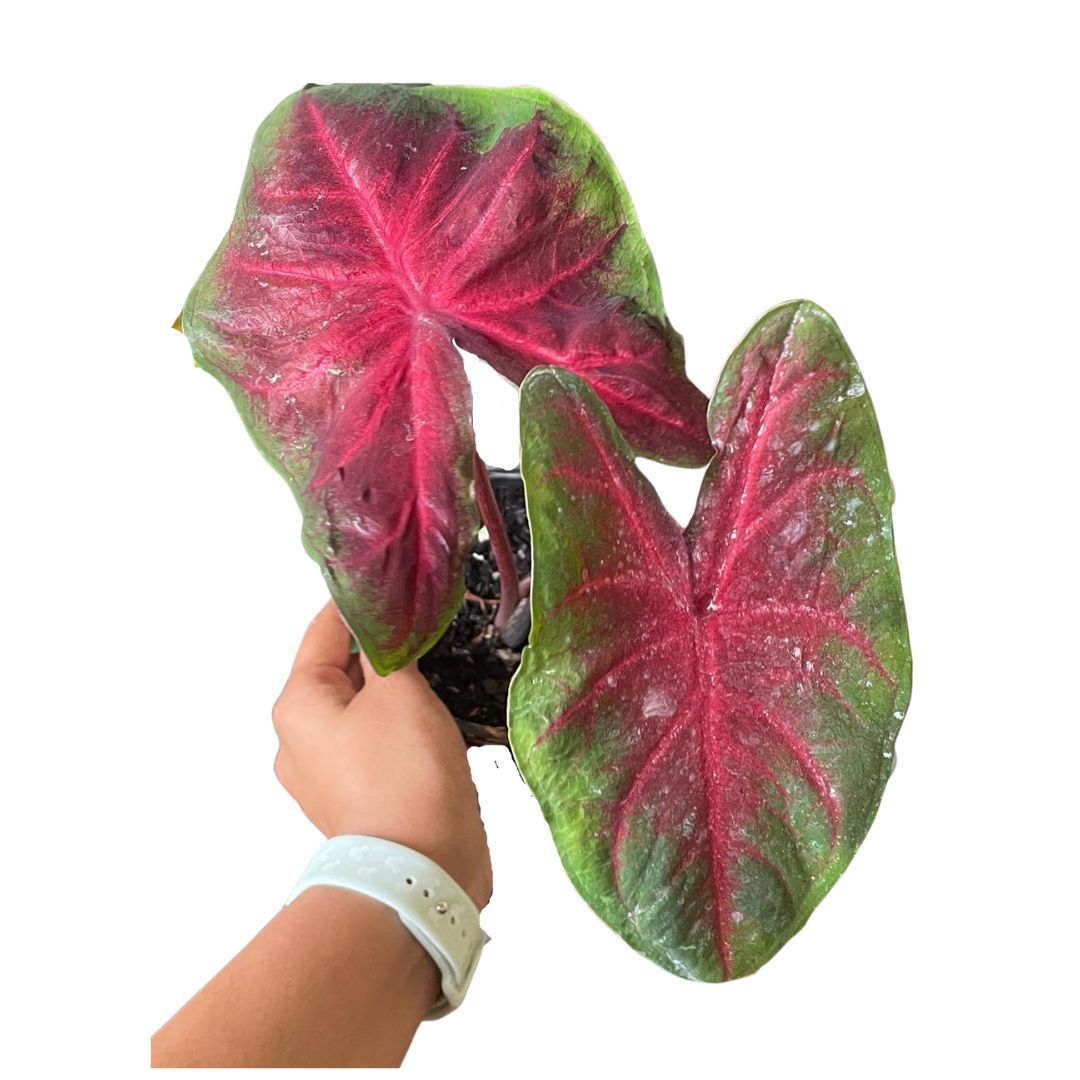 caladium red belly