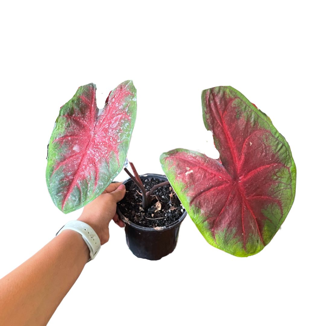 caladiums for sale australia