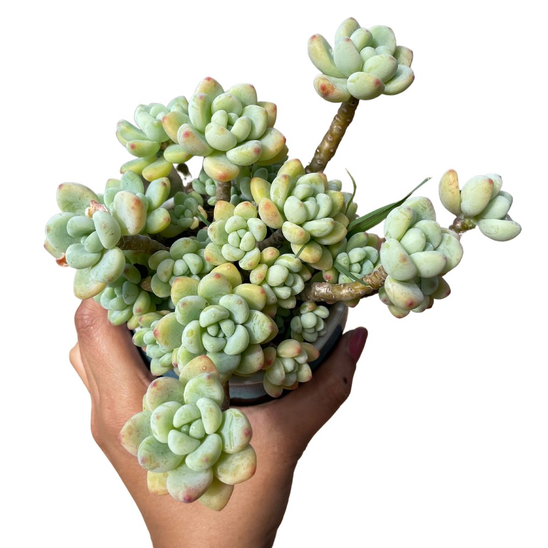 Sedum Clavatum