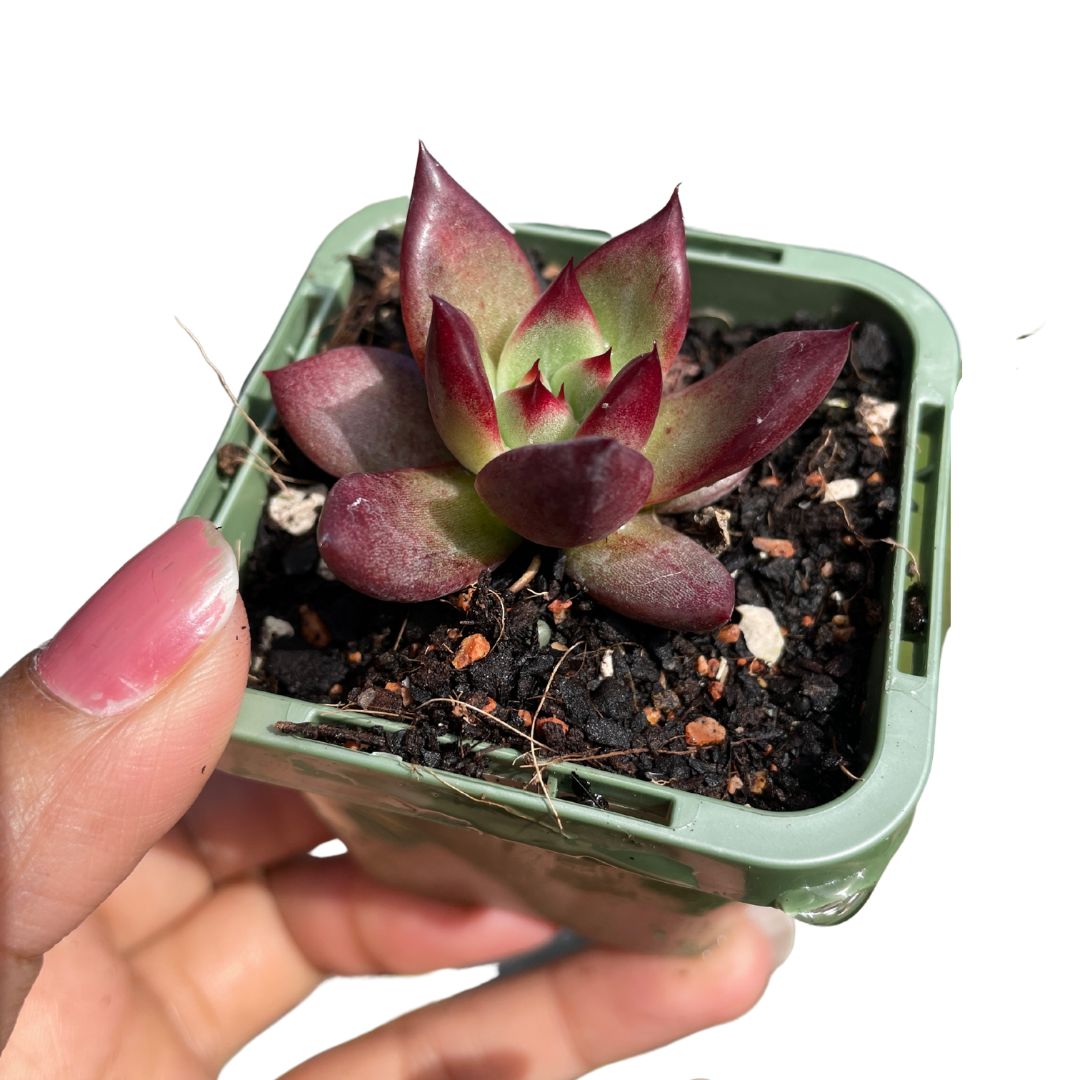 Echeveria Agarwood