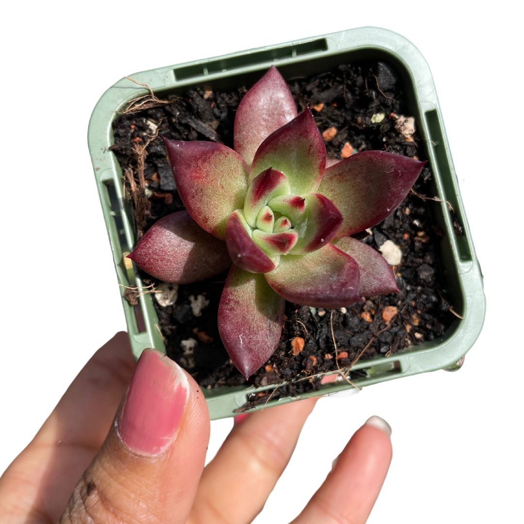 Echeveria Agarwood