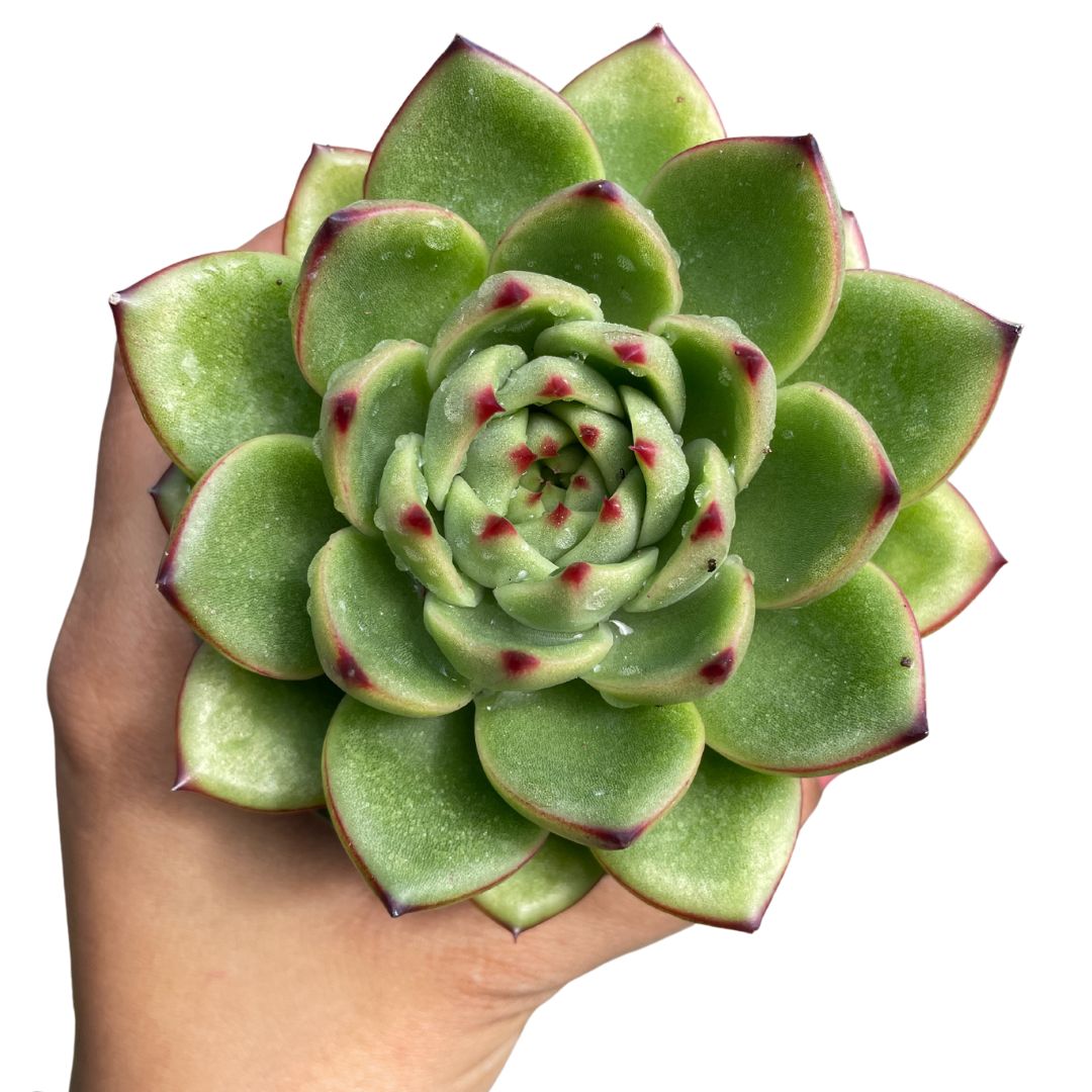 echeveria moonstones