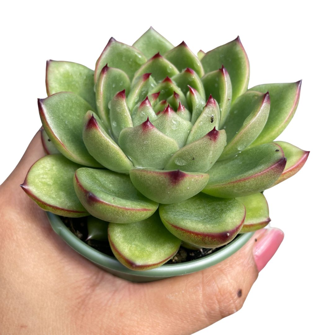 echeveria moonstones for sale