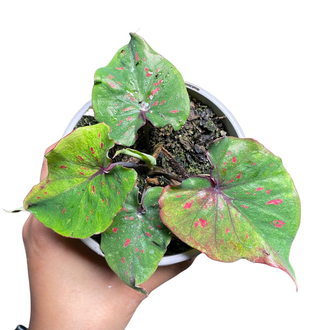 Caladium Splash