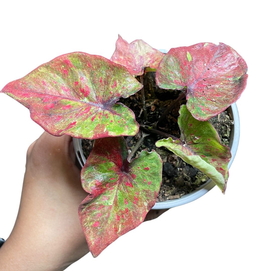 Caladium Splash