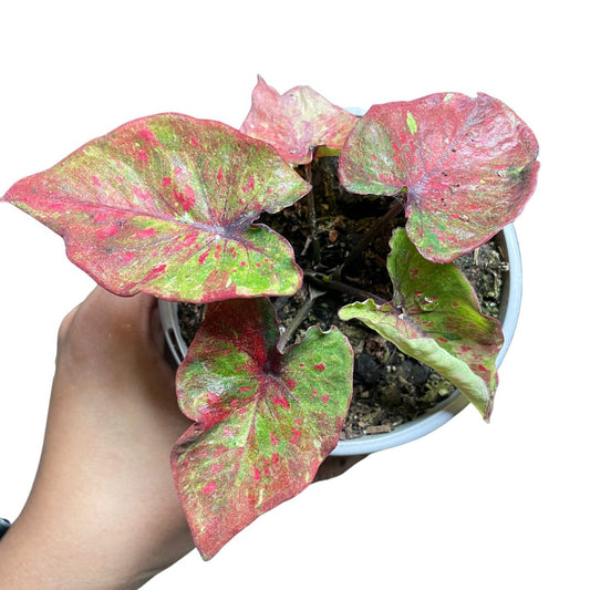 Caladium Splash