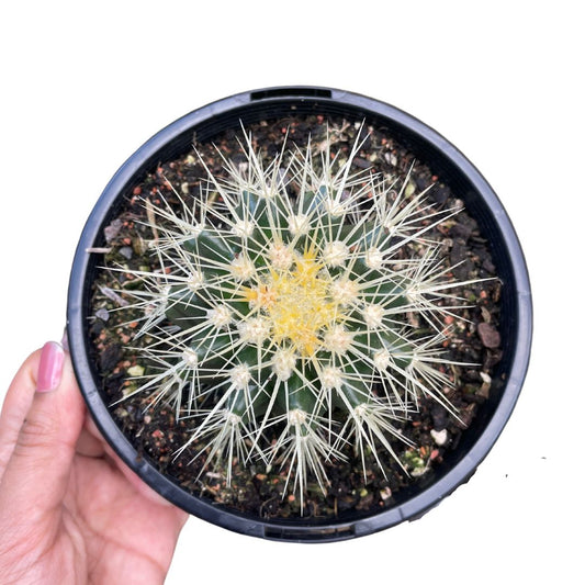 golden barrel cactus sale