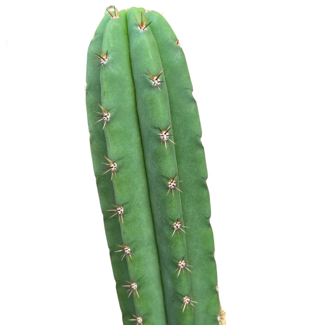 Cereus Cactus (pick up only)