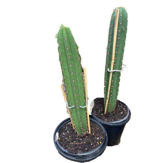 Cereus Cactus (pick up only)