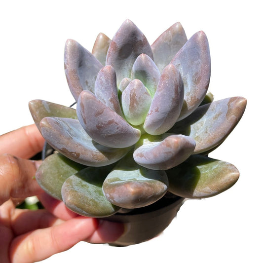 blue haze succulent