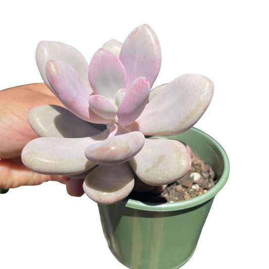 Graptopetalum Lavender Pebbles