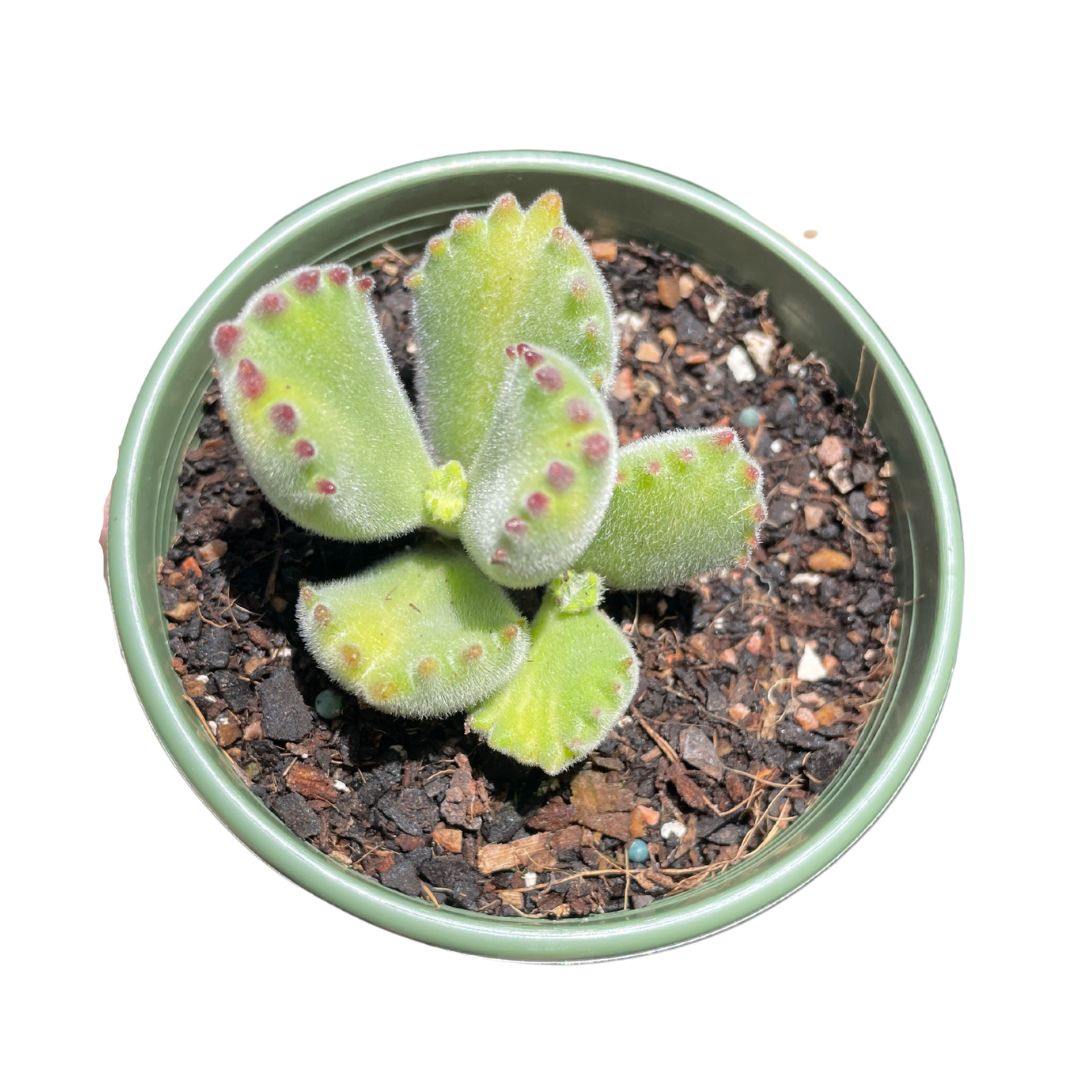 Variegated Bear Paws Cotyledon