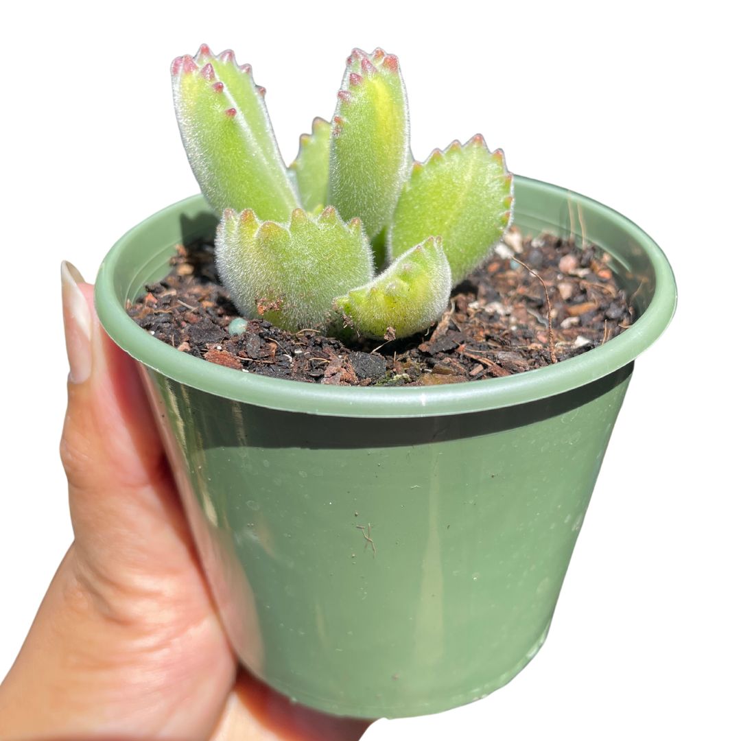 Variegated Bear Paws Cotyledon