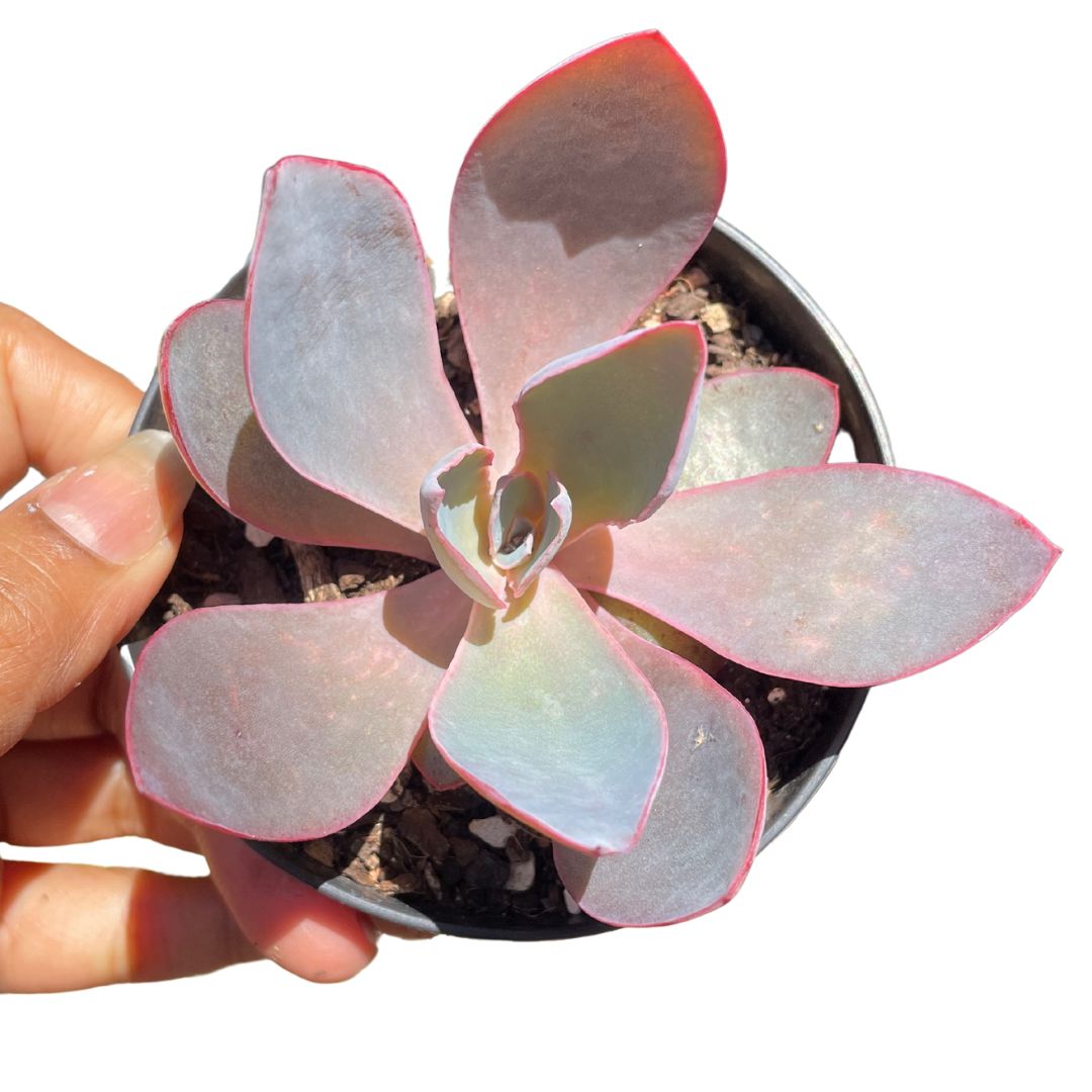 Echeveria afterglow succulent