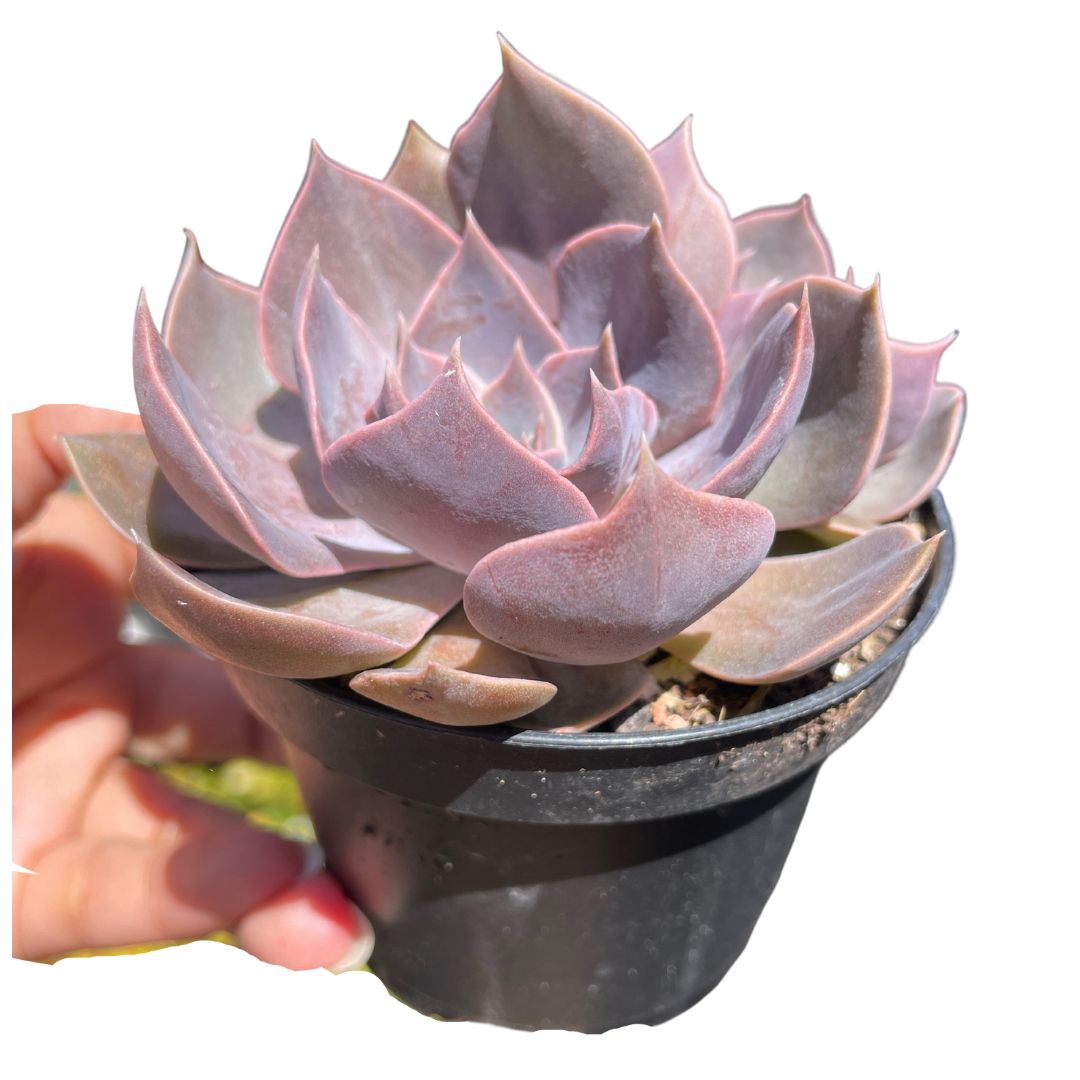 unique succulents for sale