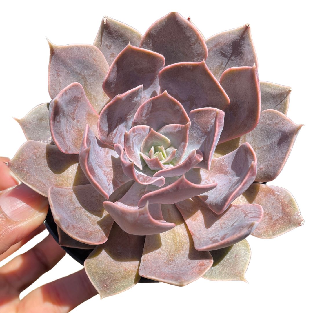 echeveria rob roy succulent