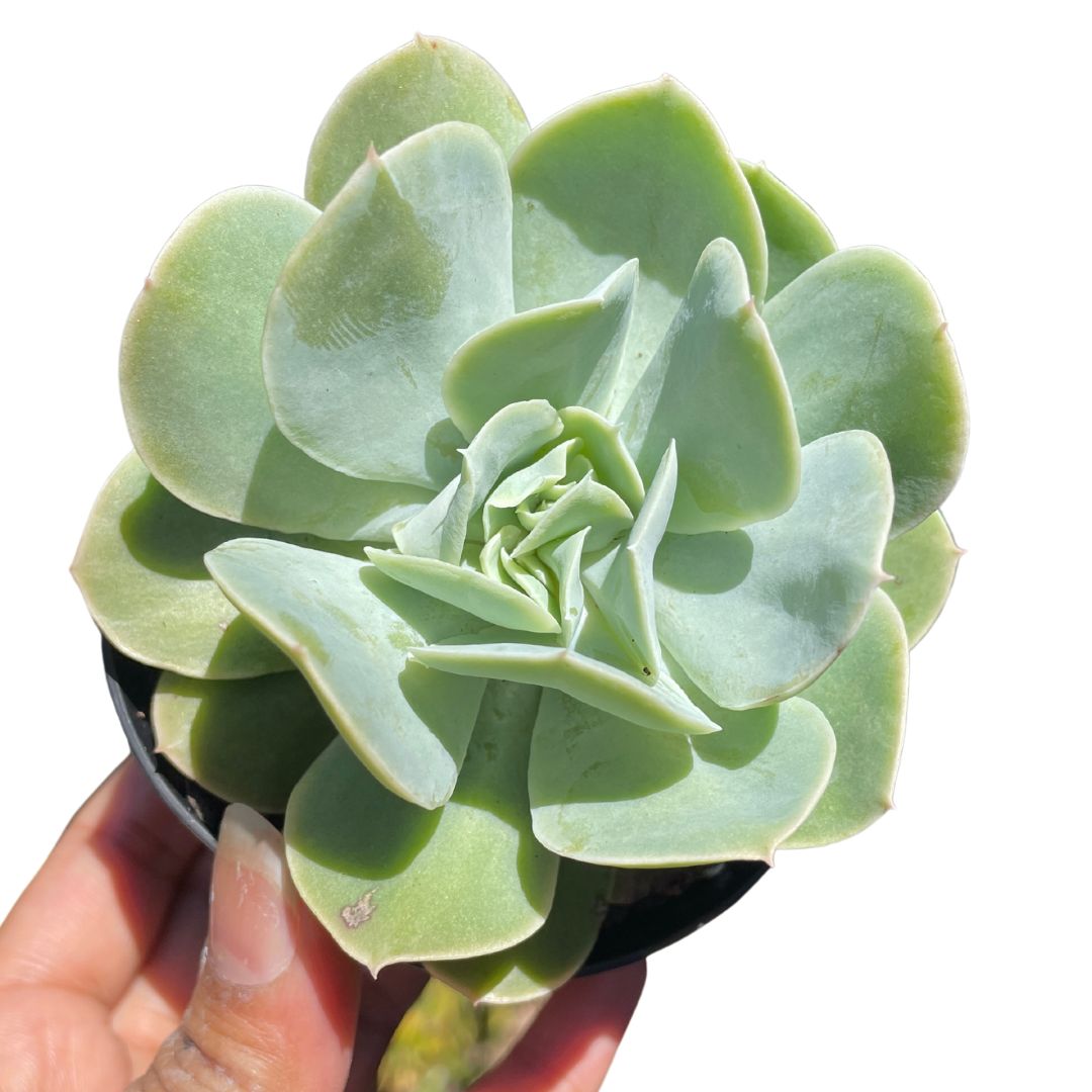 Echeveria blade runner- Succulents melbourne