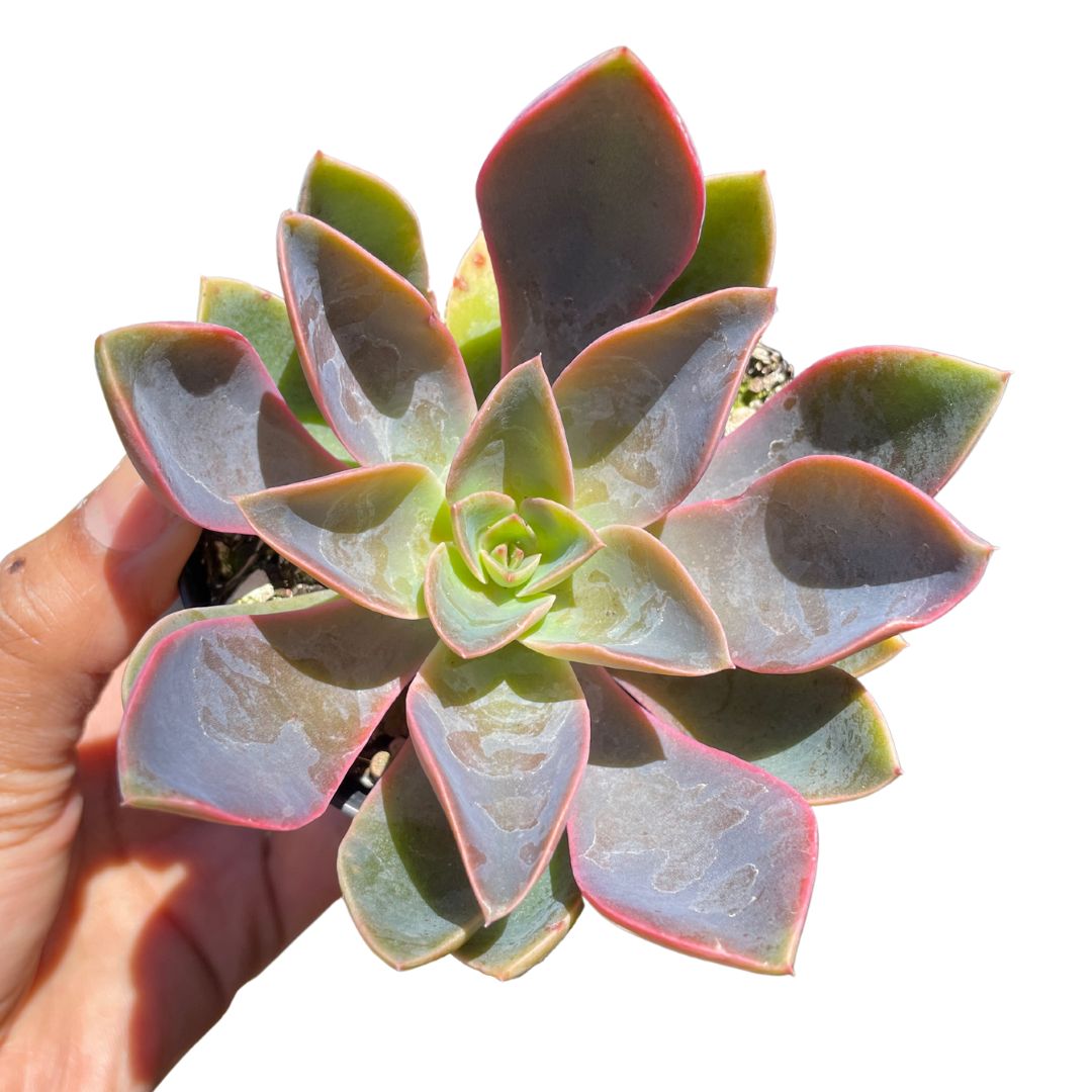 succulents for sale bunnings