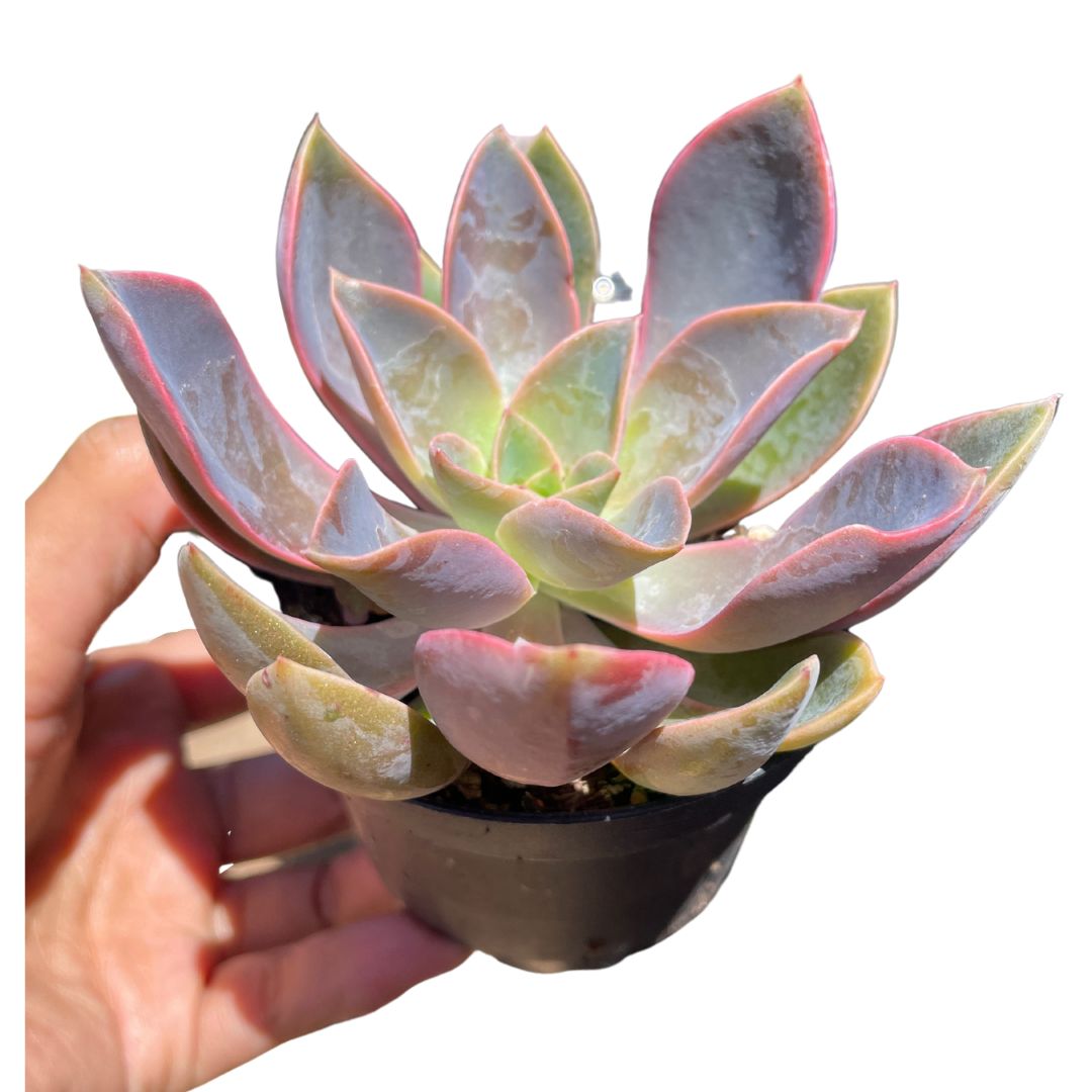 Echeveria jules for sale in sydney