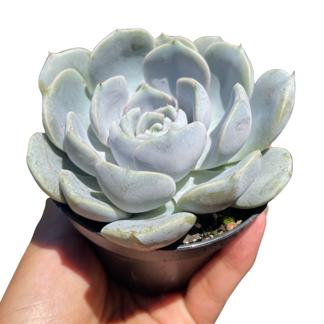 succulents for sale melbourne