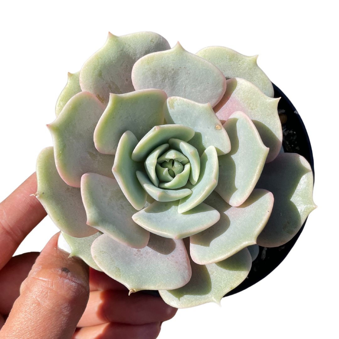 Echeveria lola succulent