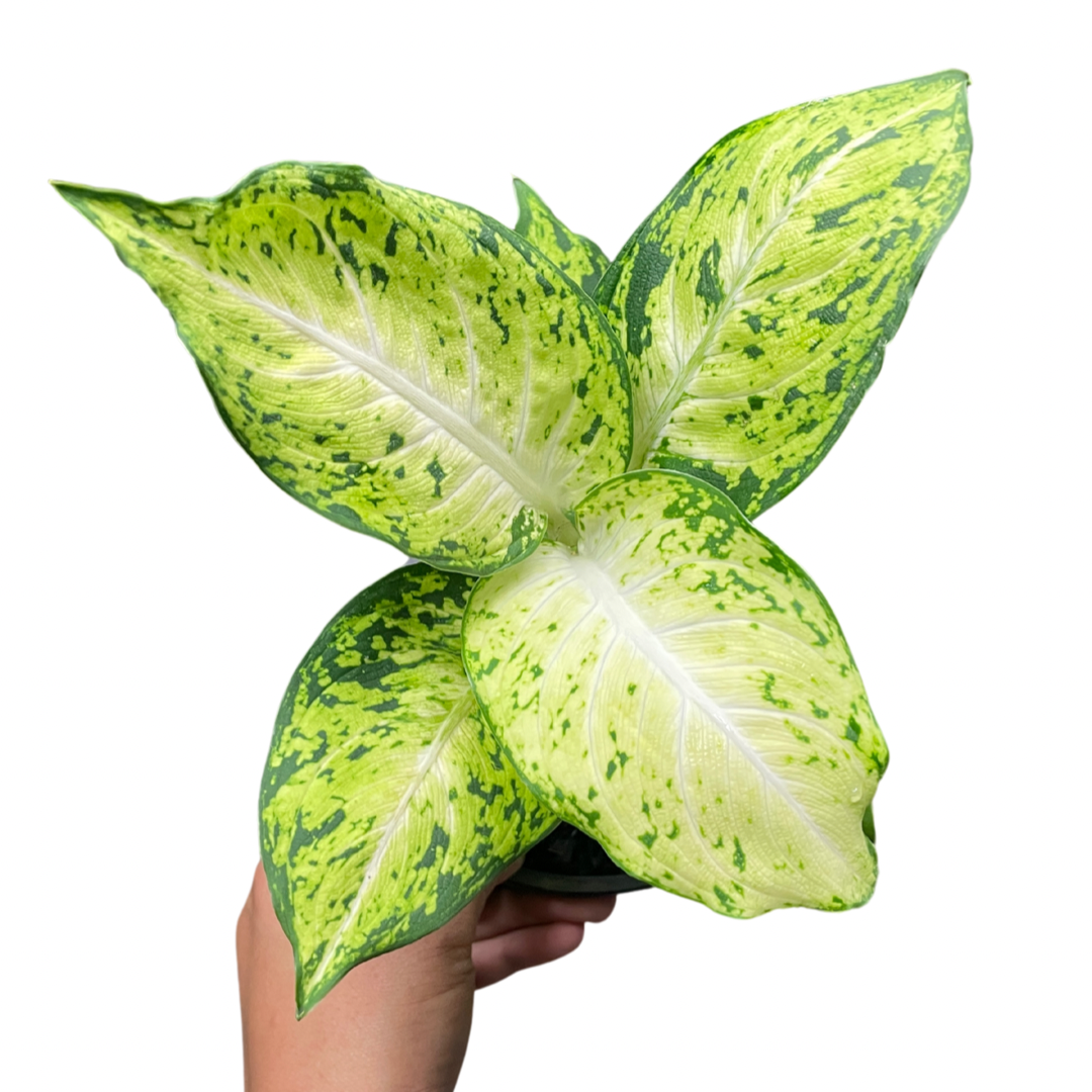 Dieffenbachia