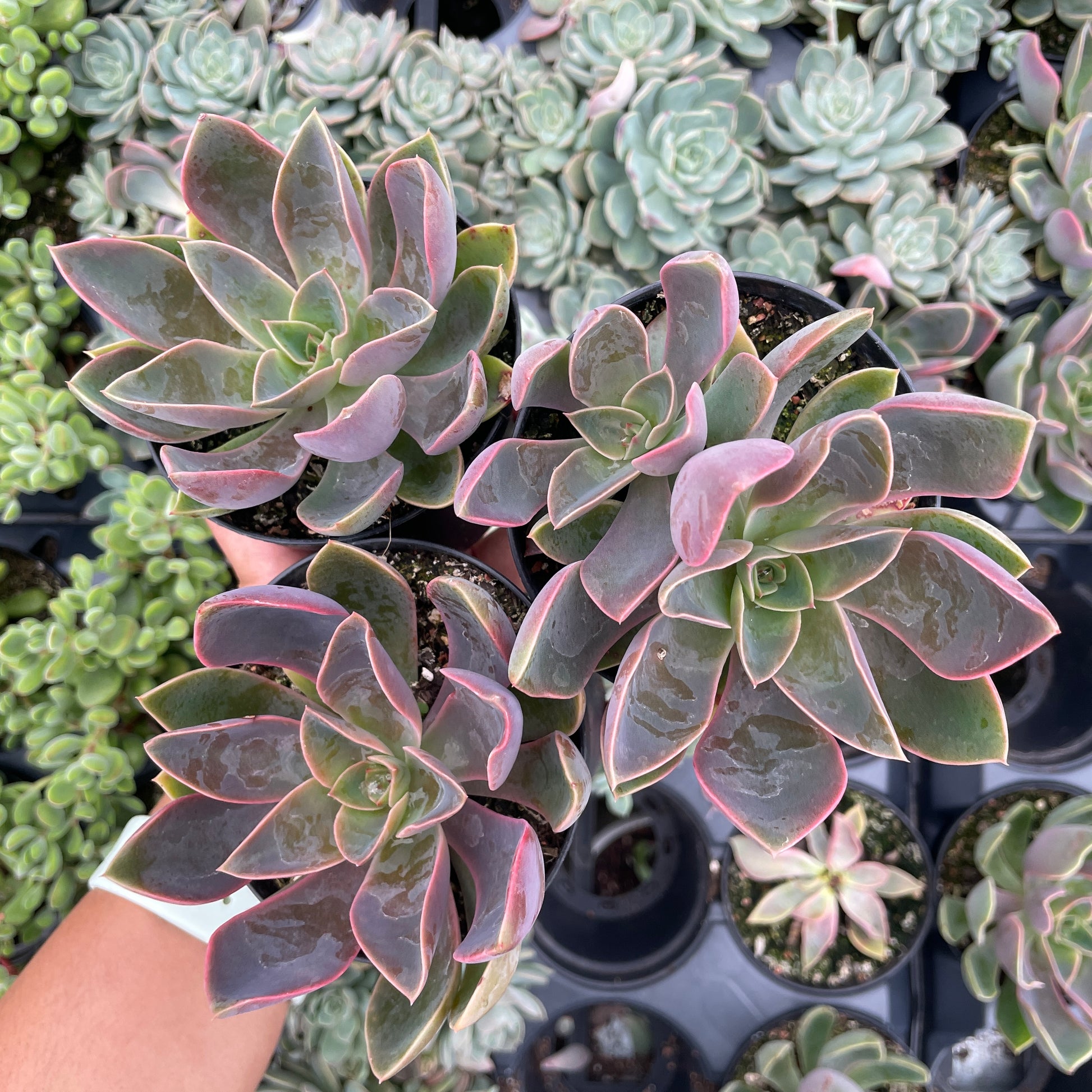 bunnings succulents