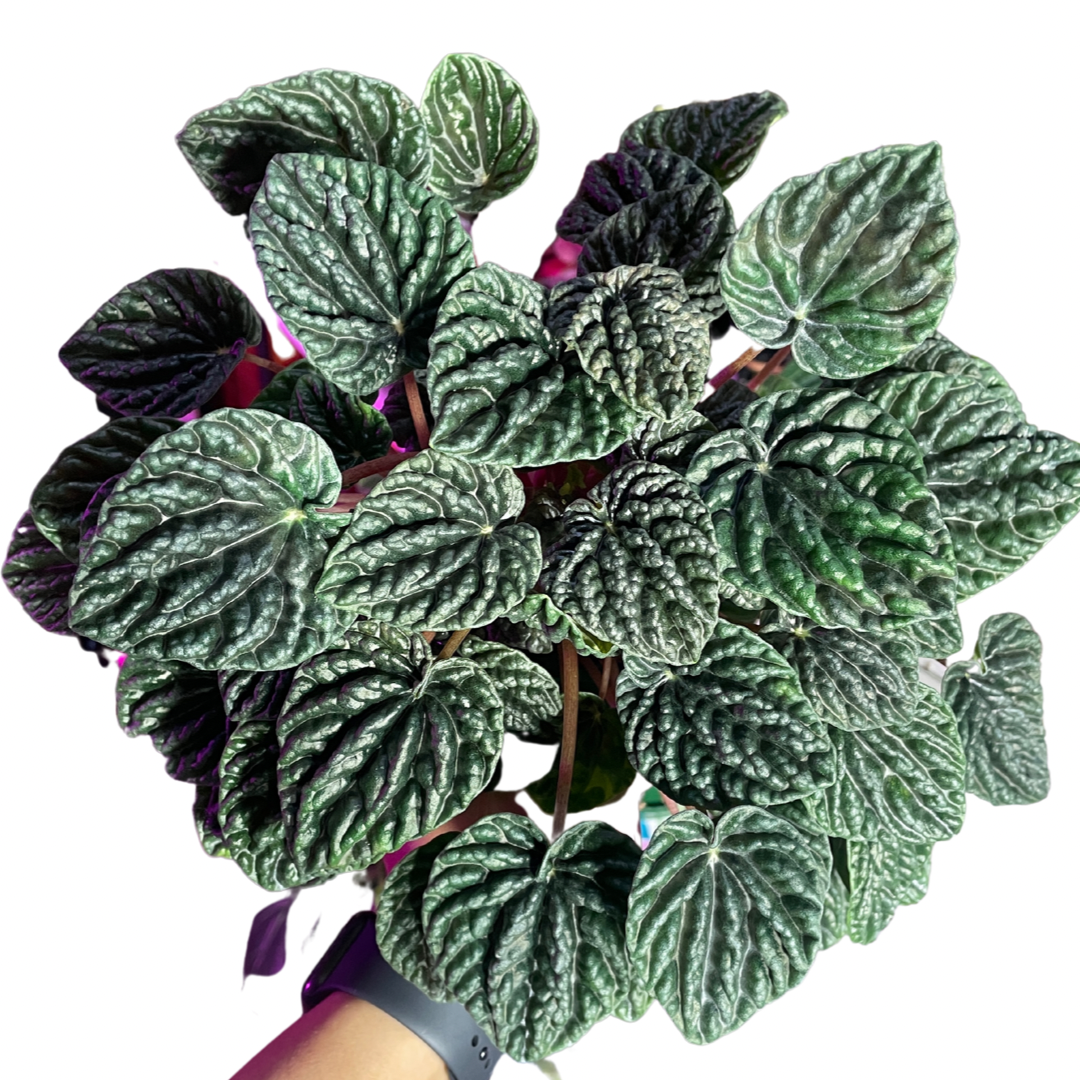 Peperomia Green Ripples - Wera Plants