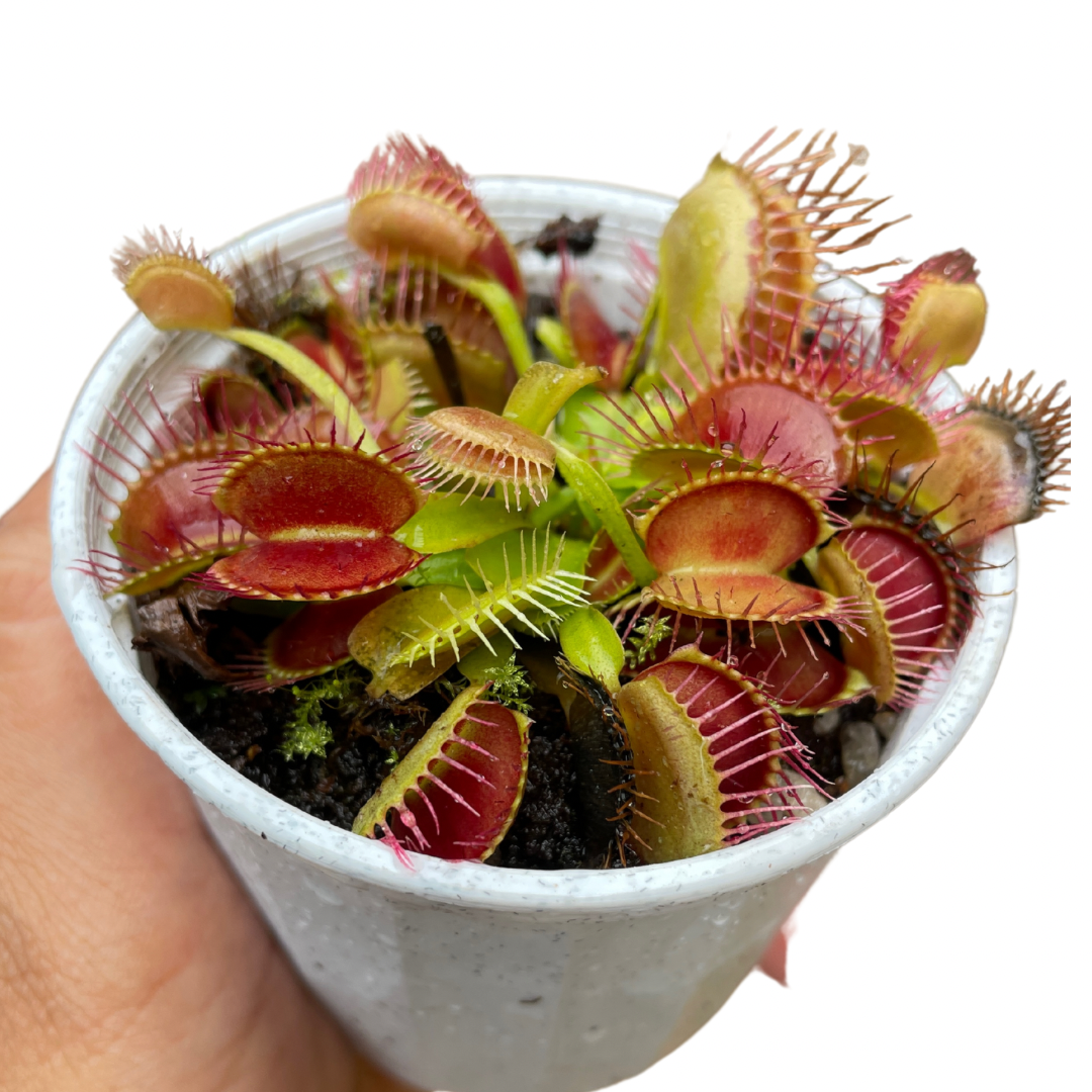 Venus Fly Trap Carnivorous Plant