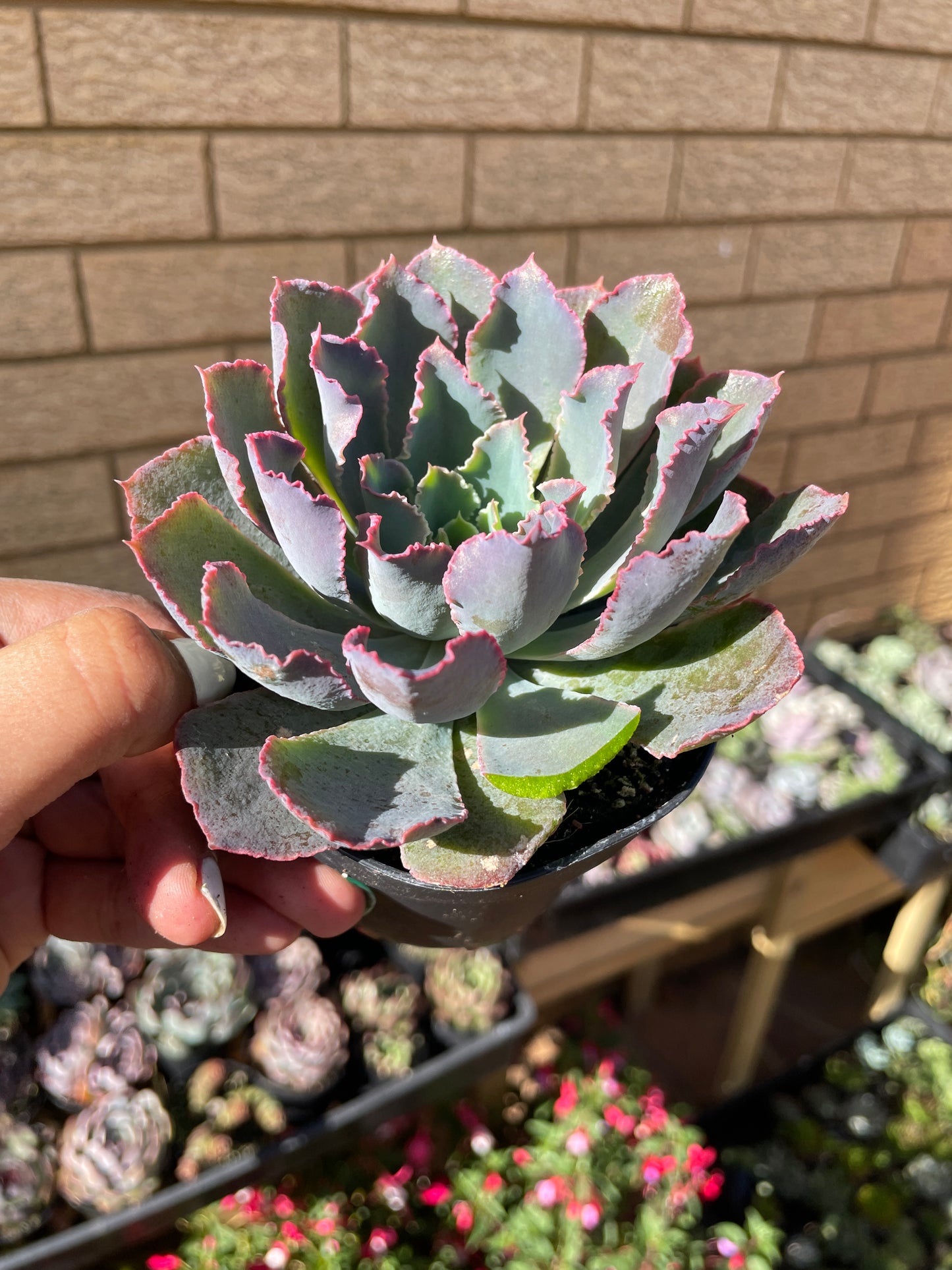 Echeveria Neon Breakers