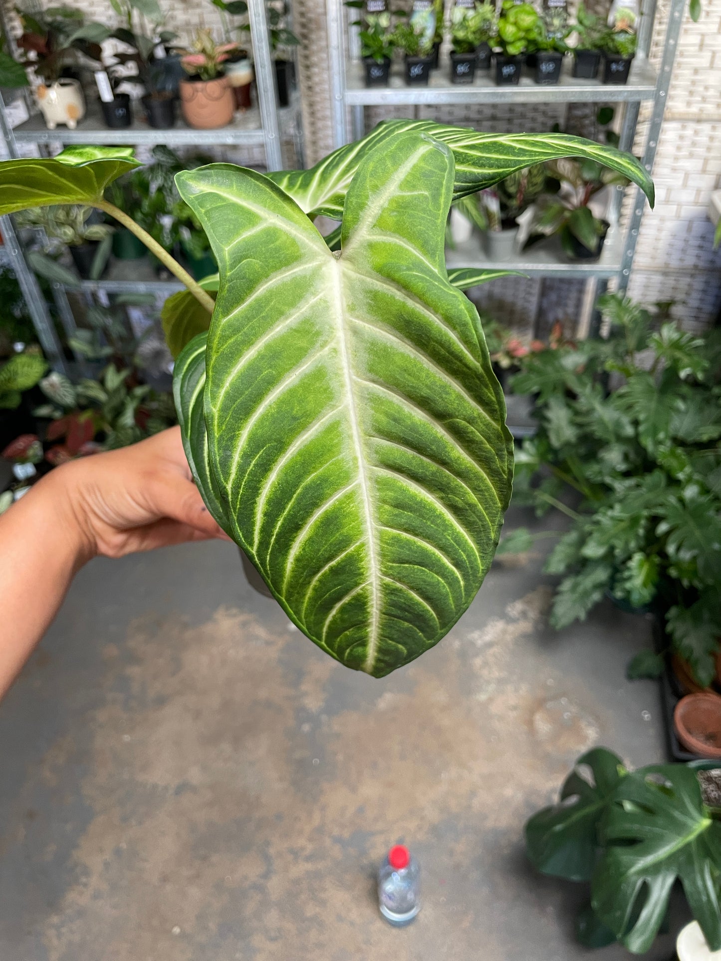 Xanthosoma Caladium