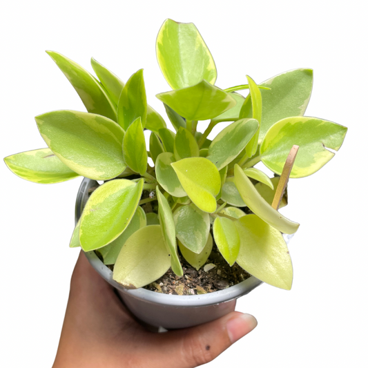 Peperomia Variegated - Wera Plants