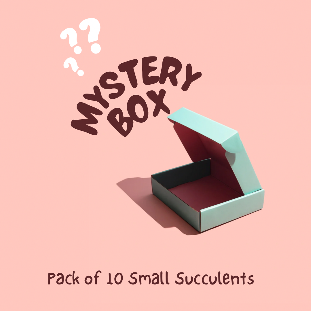 Mystery Box- Pack of 8 Small Succulents (rooted)