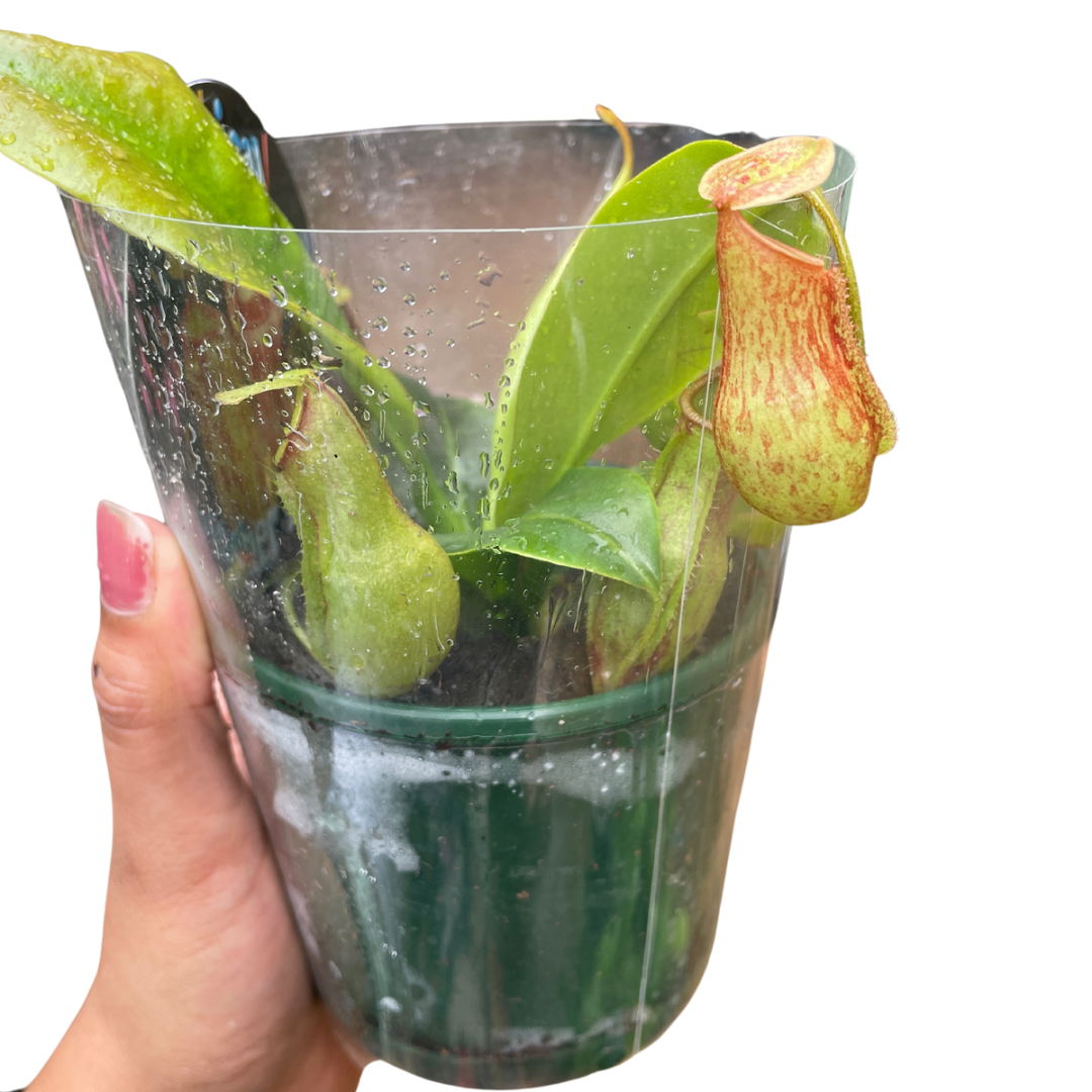 Nepenthes 10cms Pot