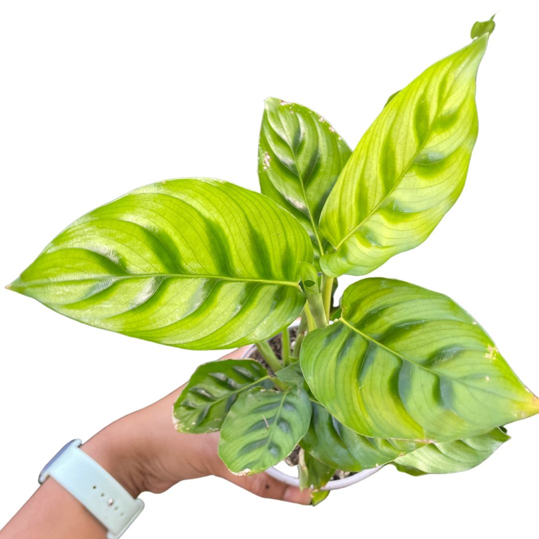 Calathea