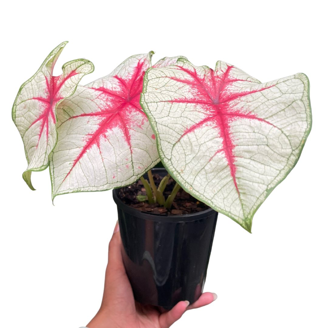 Caladium Bicolour