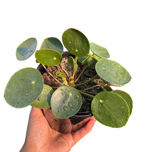 Pilea Peperomioides ‘Chinese Money Plant’