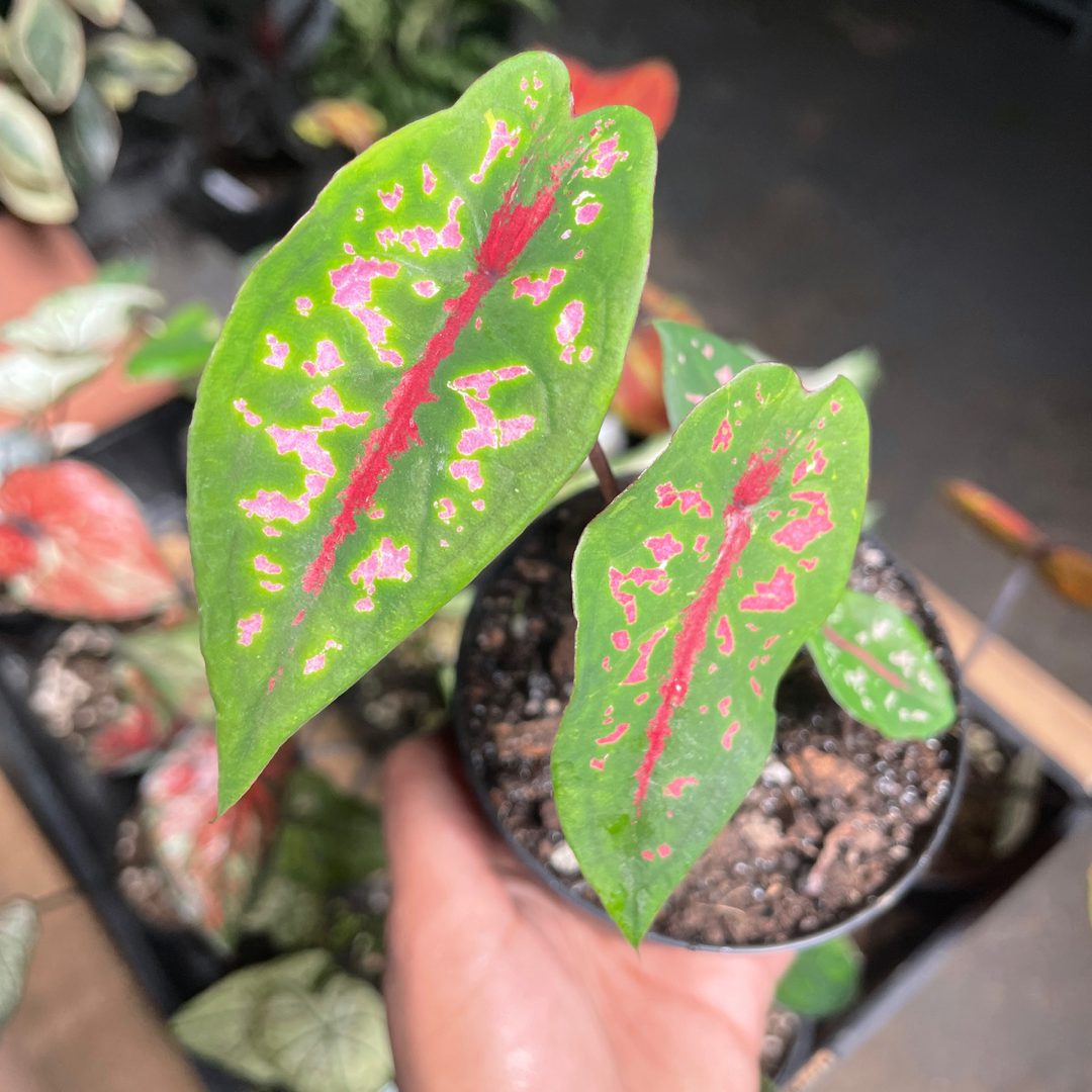 Caladium Sakura Snow (Rare)