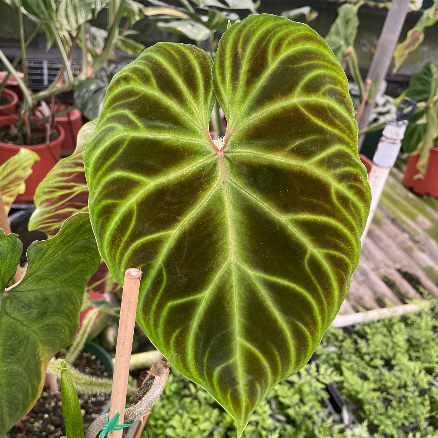 Philodendron Verrucosum (small)