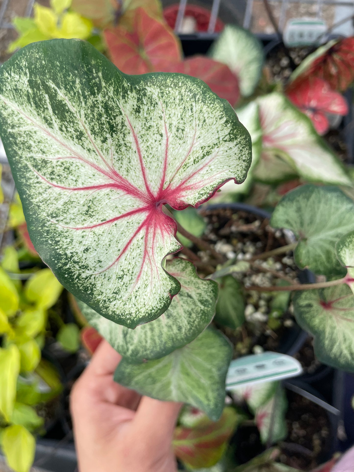 Caladium Splashed Green Thai