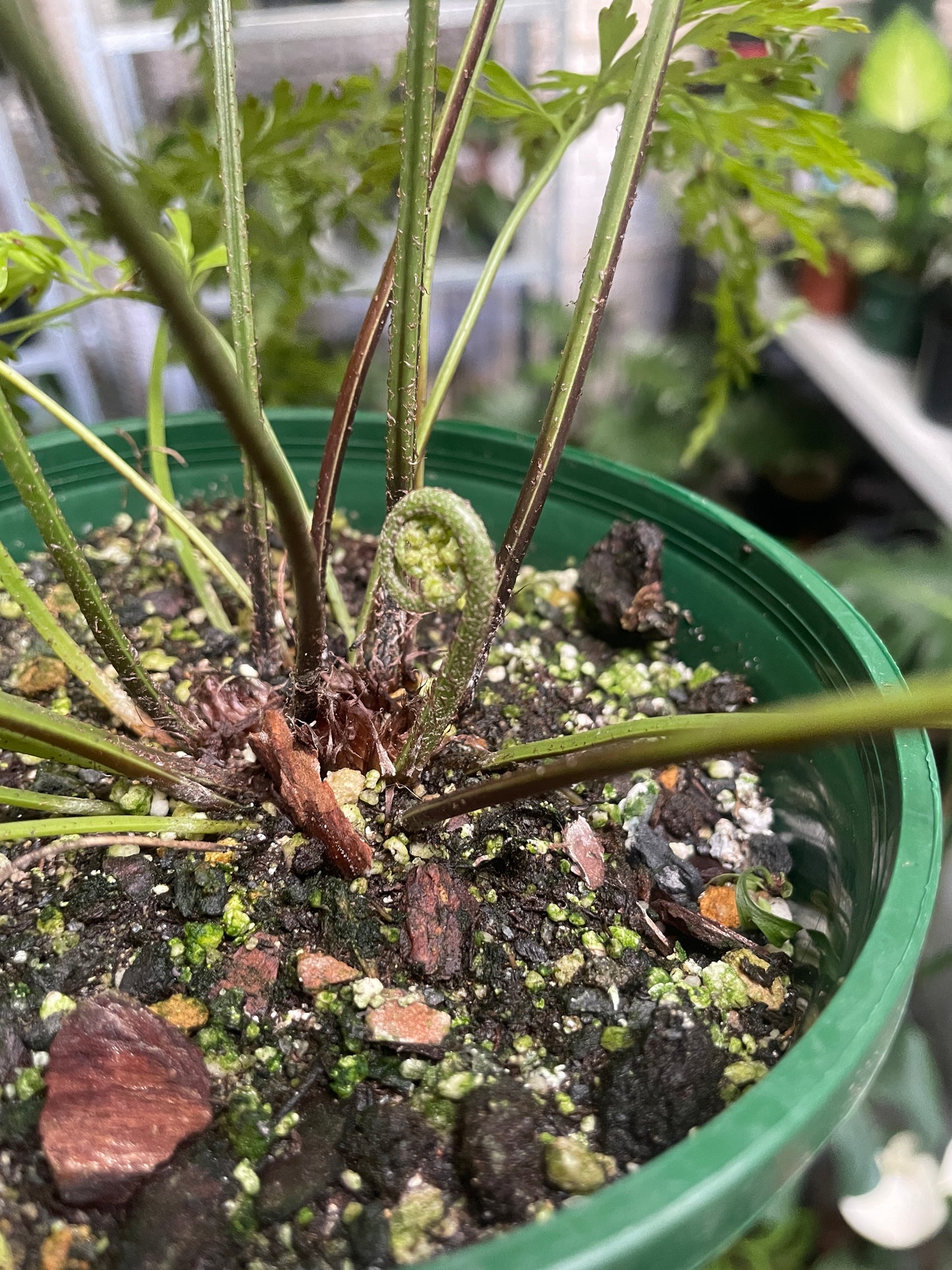 Asplenium Bulbiferum (Hen and Chicken Fern)