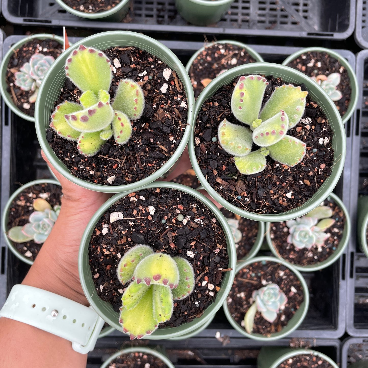 Variegated Bear Paws Cotyledon