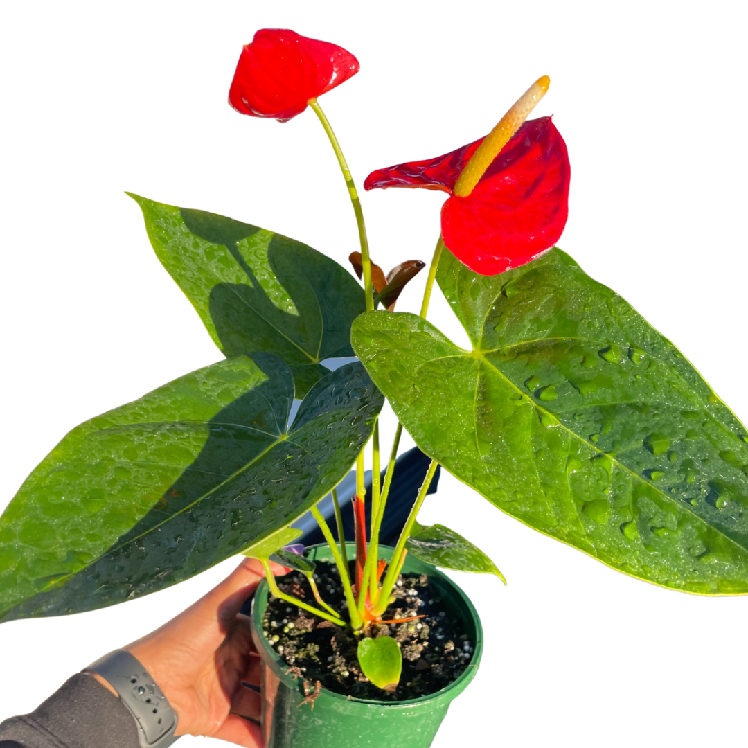 Anthurium Flamingo Flower Large