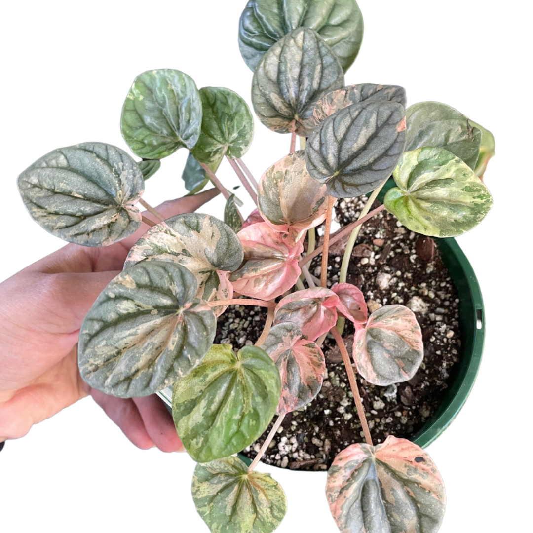 Peperomia Pink Ripple