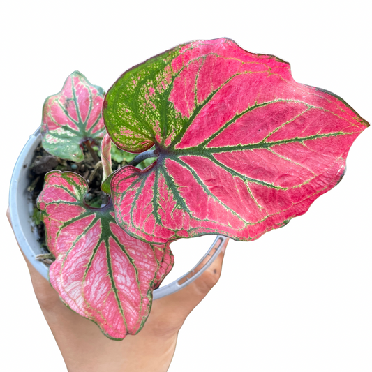 Caladium (Pink)