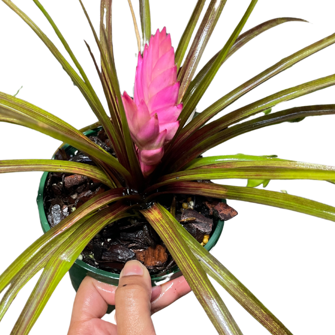 Tillandsia Cyanea 'Paradise' 11cm - Pink Quill