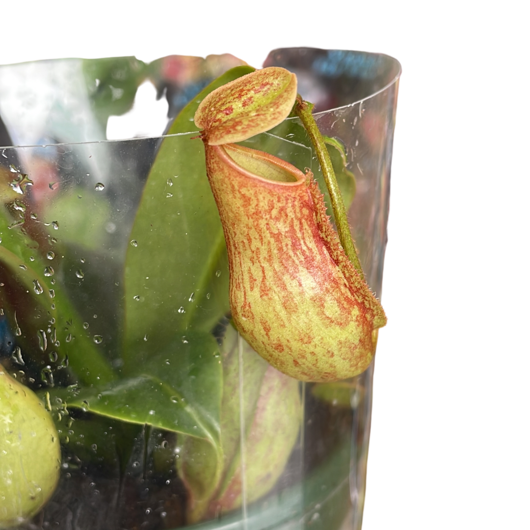 Nepenthes 14cms Pot - Wera Plants