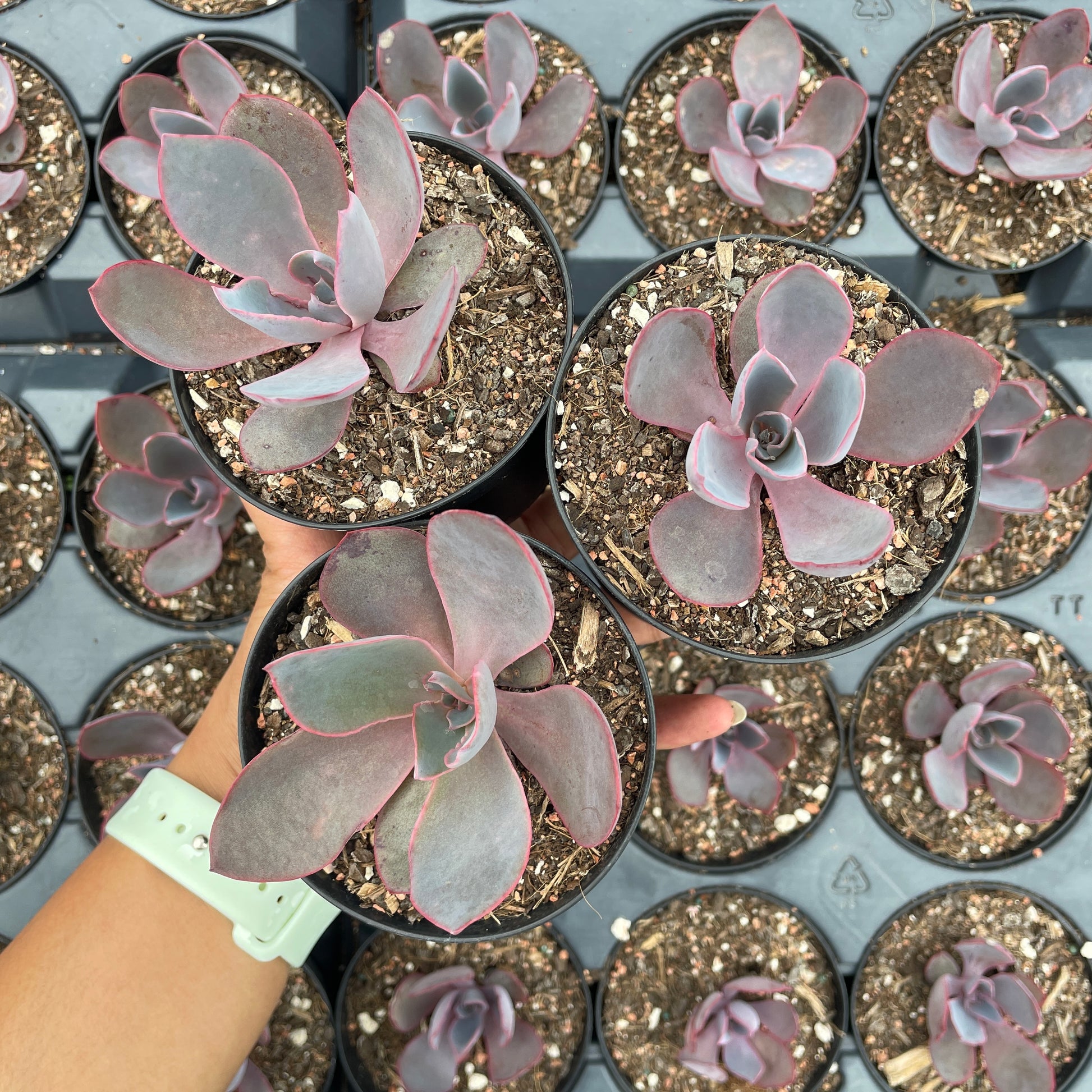 Rare succulents online