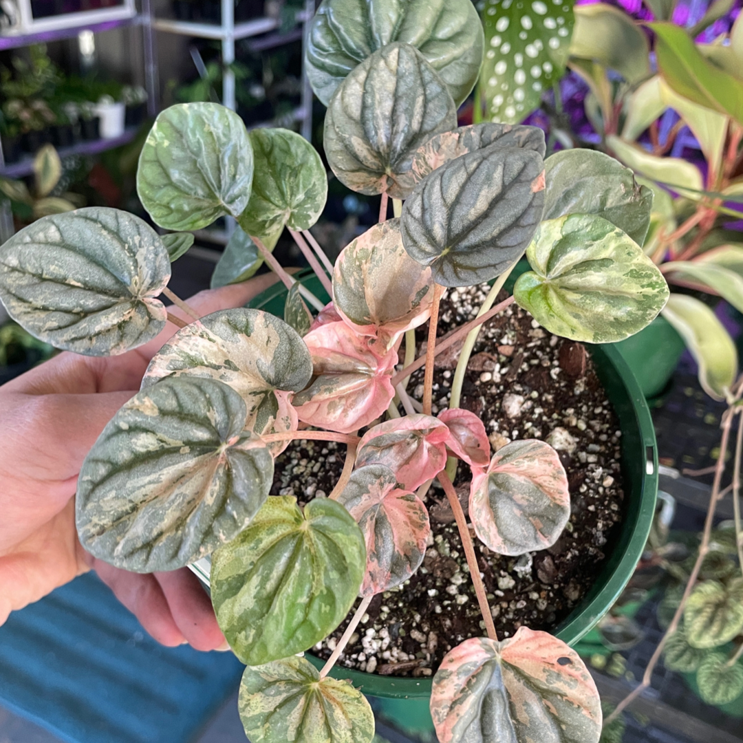 Peperomia Pink Ripple